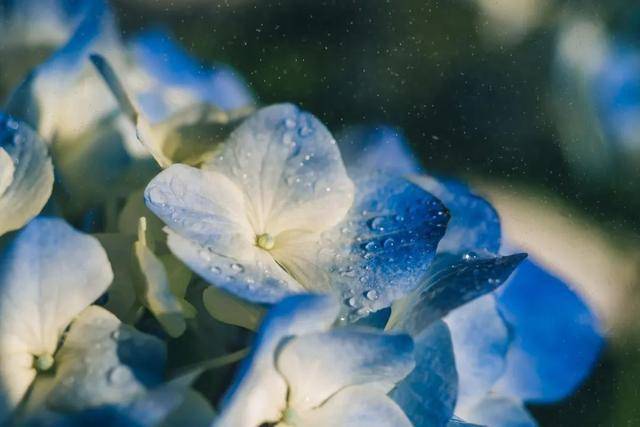 【江山·根与魂】【宁静】雨花天堂（小说）