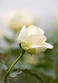 【流年】白玫瑰（短篇小说）