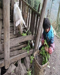 赶猪记 （记叙文）