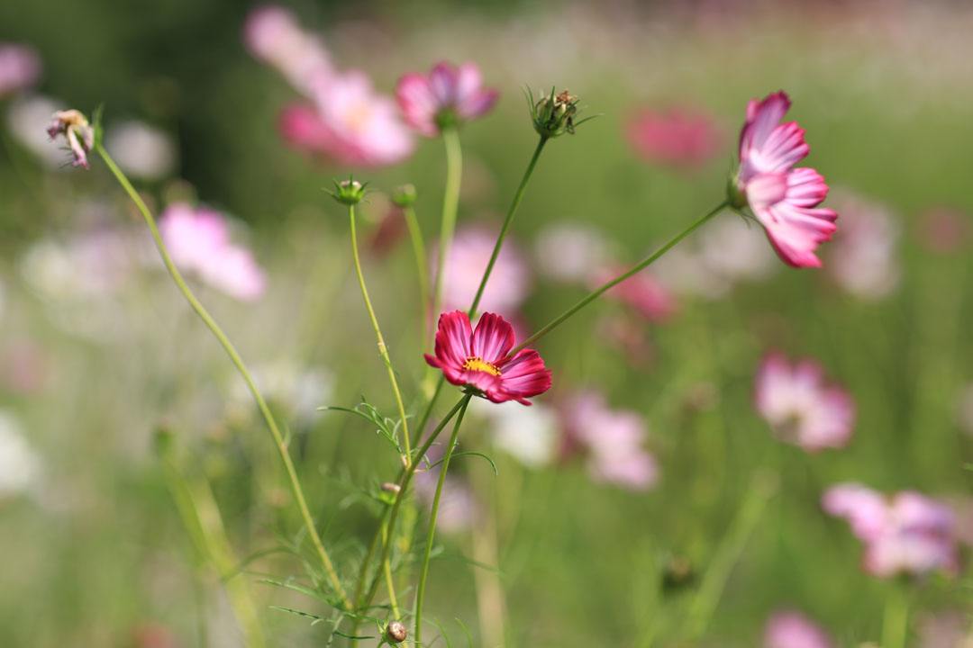 【流年·那年花开月正圆】词三阕（征文·古韵）