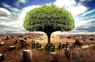 【流年】奔跑的树木（散文）