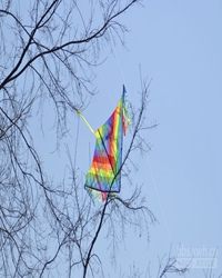 挂在树稍上的风筝