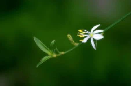 【江山宸光】萌芽也有爱（小学组）