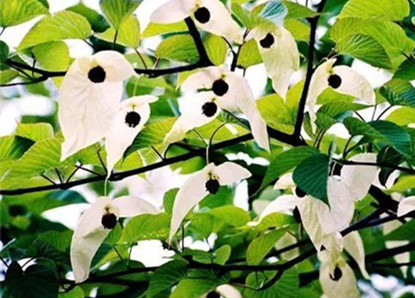 【摆渡】鸽子花（诗歌）