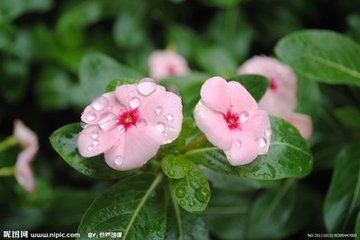 听雨（散文）