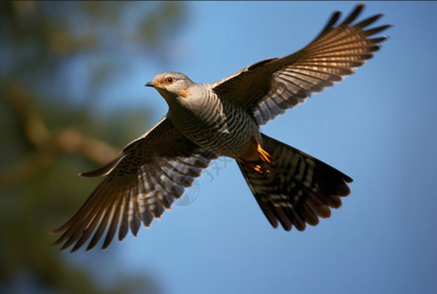 【风恋】歌者的灵魂，飞翔的翅膀（组诗）