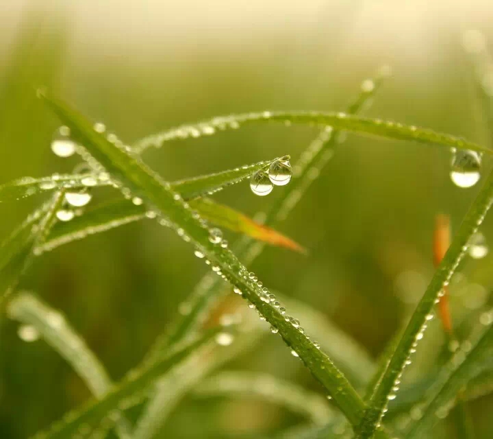 白茅露水长。 夏季的白茅,被盛装在破背篓,背篓乖坐在牛圈旁,露水悄然生长,滴滴晶莹在每一个清晨。 割草的老人,他要为和大女儿家共养的水牛割牛草,他在夏季的清晨起得很早,很早,因为在清晨,露水可以把白茅草浇得很鲜活! 有个小女孩,她有很多不懂的事,比如,一起床妈妈就给她喝茶汤,比如,一起床,妈妈就给她一张大绿叶包裹着的野果子,在她家那里,人们叫那野果子叫haoyangpao。 童年的夏季是金色的。 坐落半坡的这户农家,院子里的茂盛的竹林透