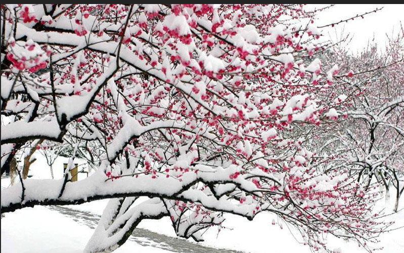 【正向】迎接今冬的第一场雪