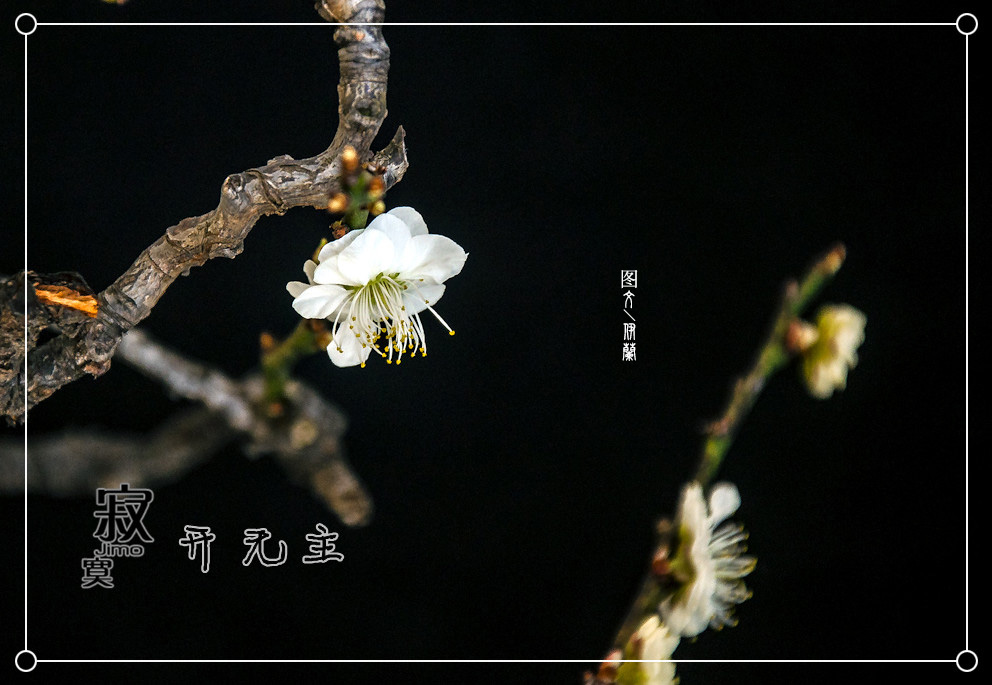 对梅的仰慕久矣。 熟谙那些咏梅的华章。 遥知不是雪,为有暗香来,梅须逊雪三分白,雪却输梅一段香,异曲同工,咏尽梅的香色。 疏影横斜水清浅,暗香浮动月黄昏,以清绝的意境写出了梅的姿容和幽香。 凌寒独自开,已是悬崖百丈冰,犹有花枝俏,诵出了梅的坚强,怒放在清寒中,书写着一树生命的箴言。 无意苦争春,一任群芳妒,俏也不争春,只把春来报,待到山花烂漫时,她在丛中笑,梅以美丽的身影宣告春的到来,给我们以春的色彩和生机,低调却不张扬。 零落成泥碾作尘,