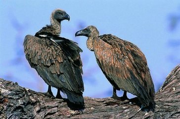 【雀巢清明】西藏的秃鹫和天葬（散文）