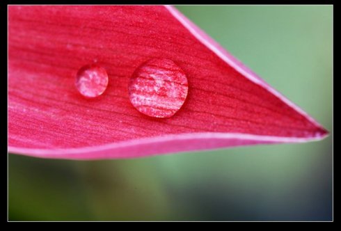 【新诗】朝花曦露