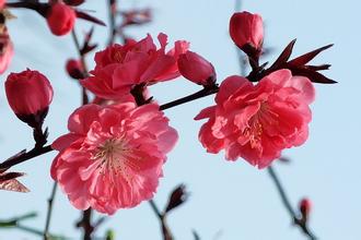 【星月春】桃花朵朵开（散文）