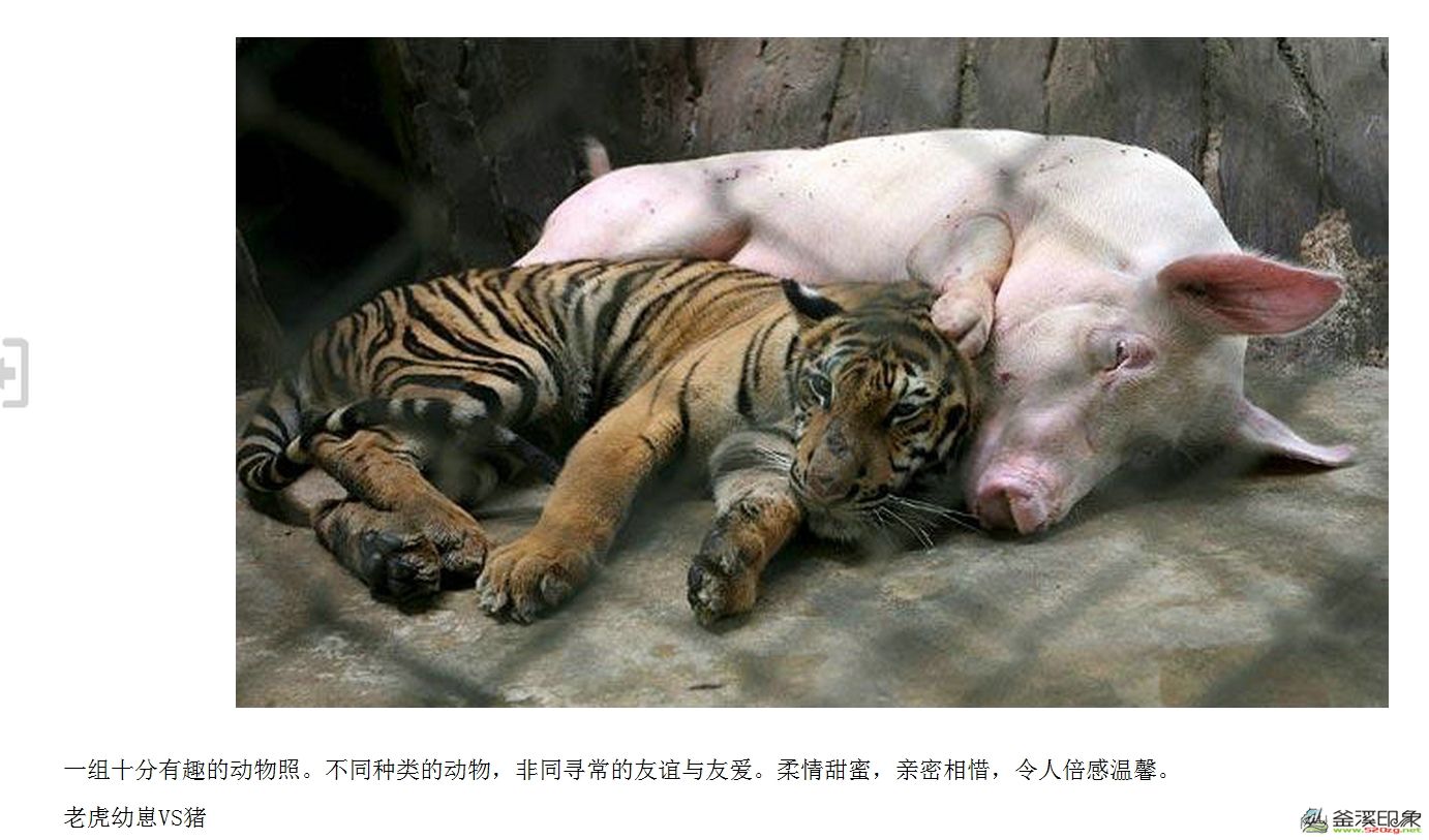 谈虎色变与近猪者赤 2007年10月12日,陕西林业厅公布猎人周正龙用数码相机和胶片相机拍摄的华南虎照片。随后,照片真实性受到来自部分网友、华南虎专家和中科院专家等方面质疑,并引发全国性关注的事件。 2008年汶川大地震时出了个猪坚强。6月17日,成都彭州市龙门山镇团山村村民万兴明家的大肥猪,在震后埋废墟下36天,被成都军区空军某飞行学院战士刨出来时,还坚强地活着。许多市民、网友呼吁,不要把这头猪变成人们餐桌上的美味,并为其取名猪坚强。建川博物馆馆长樊建川用3008元将这