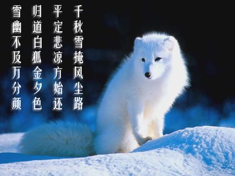 【江南】白狐（诗歌）