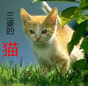 【山水】三婆的猫（惜小说）