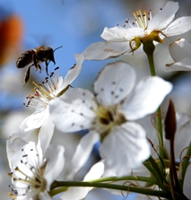 【荷塘】关于蜜蜂的故事（散文）