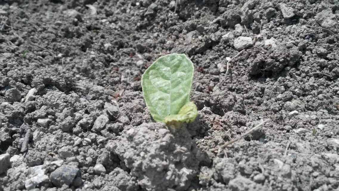 花溪河岸,清水荡漾。可是毕节有个偏远的小山村,野鸡落村还是寒风呼啸,大雪飘飘。茫茫原野,看不见一丝暖意,清水河边,柳枝还是冬天的模样。 已是中午,大多数村民还赖在床上,只有一对陌生的夫妇慌慌张张,抱着一个婴儿在村里小街上东张西望窜着。他们走过垃圾堆,附近没人,徘徊很久,似乎丢下什么东西,不断争论着什么,只有天知道他们的想法。几分钟后,男人先走,女人追着他,消失在清晨的街头。 河水清清,水草初长,村庄还是被大雾萦绕,能见度不过数米。李奶奶像往常一样,背着箩筐,拿着口袋和铁钩,开始在乡村里捡拾人