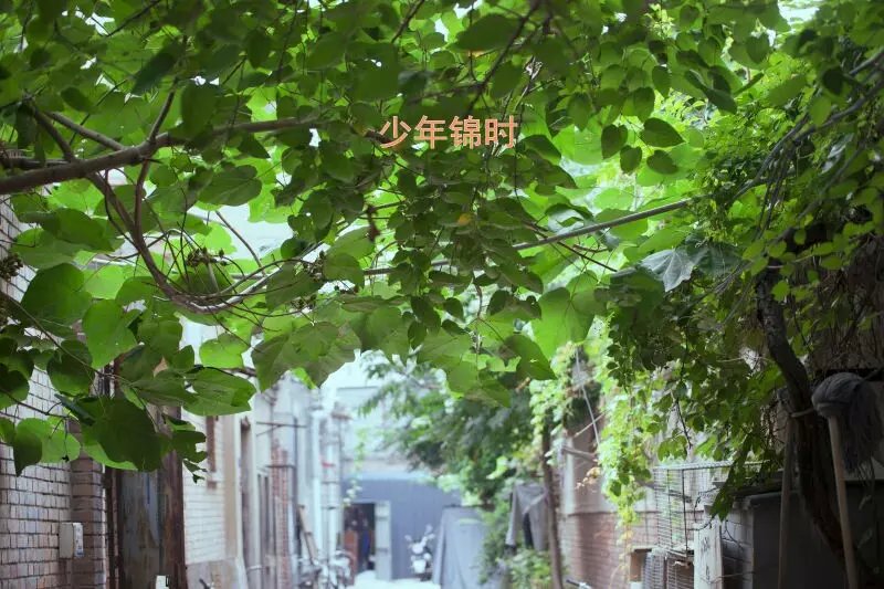 晓荷少年锦时散文