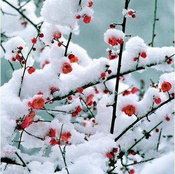 【荷塘冬之梦征文】冬日，一幅雪梅斗艳的画卷（诗歌）