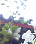 窗外的丁香花