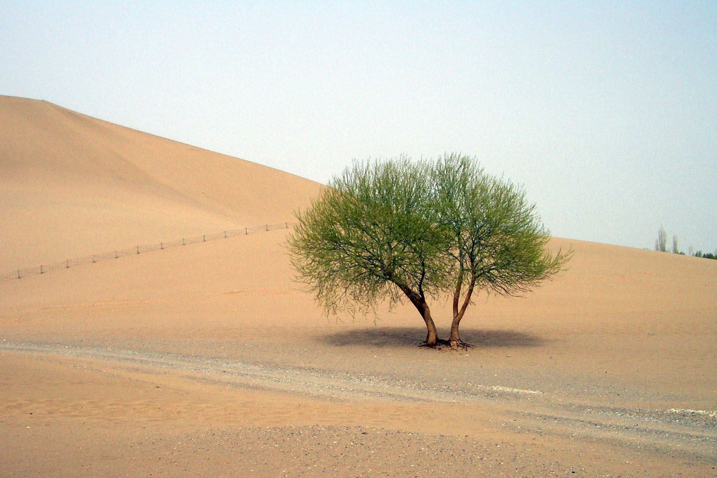 【柳岸.回忆】沙漠里的两棵树(散文)