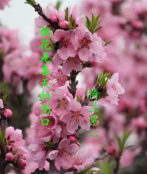 【天涯】桃花是春天的伤口（诗歌）