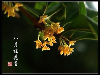 【丁香】八月桂花香(诗歌)
