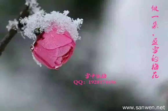 【菊韵】做一朵，盈雪的梅花
