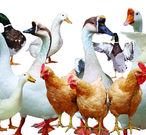 【荷塘】鸡、鸭、牛、狗、猪咏叹调（散文）
