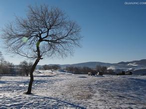 【荷塘“冬之恋曲”征文】冬天，面对一棵树（散文诗）