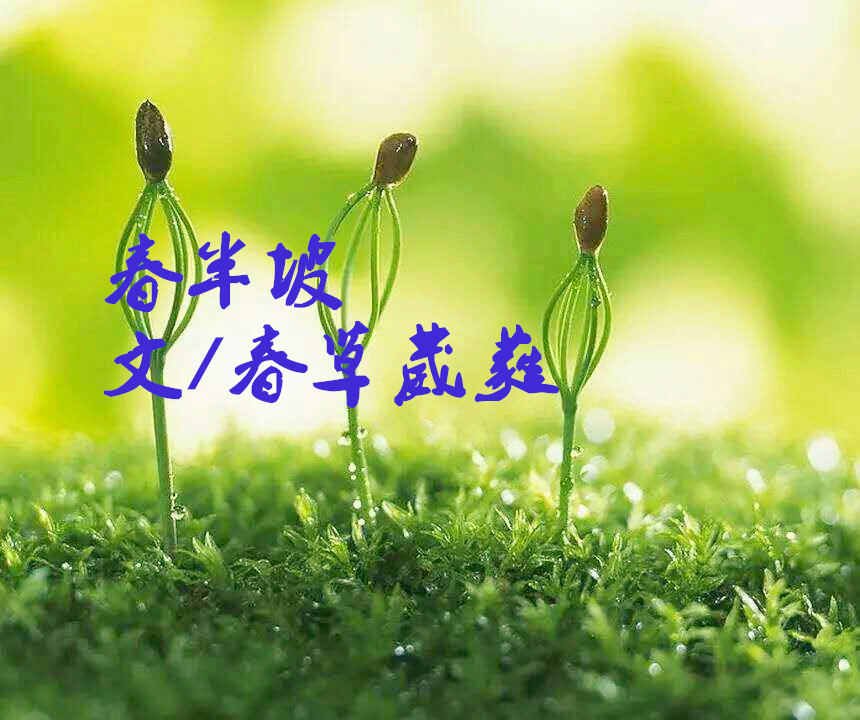 【星月】春半坡（散文）