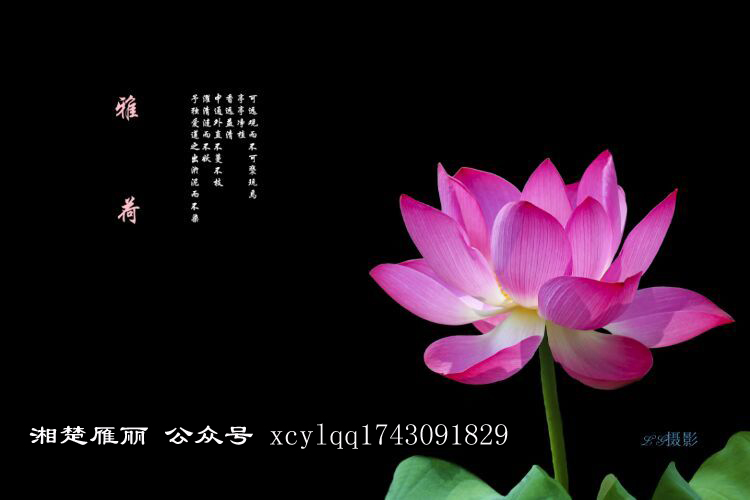 【星月】我愿是一支荷（散文）