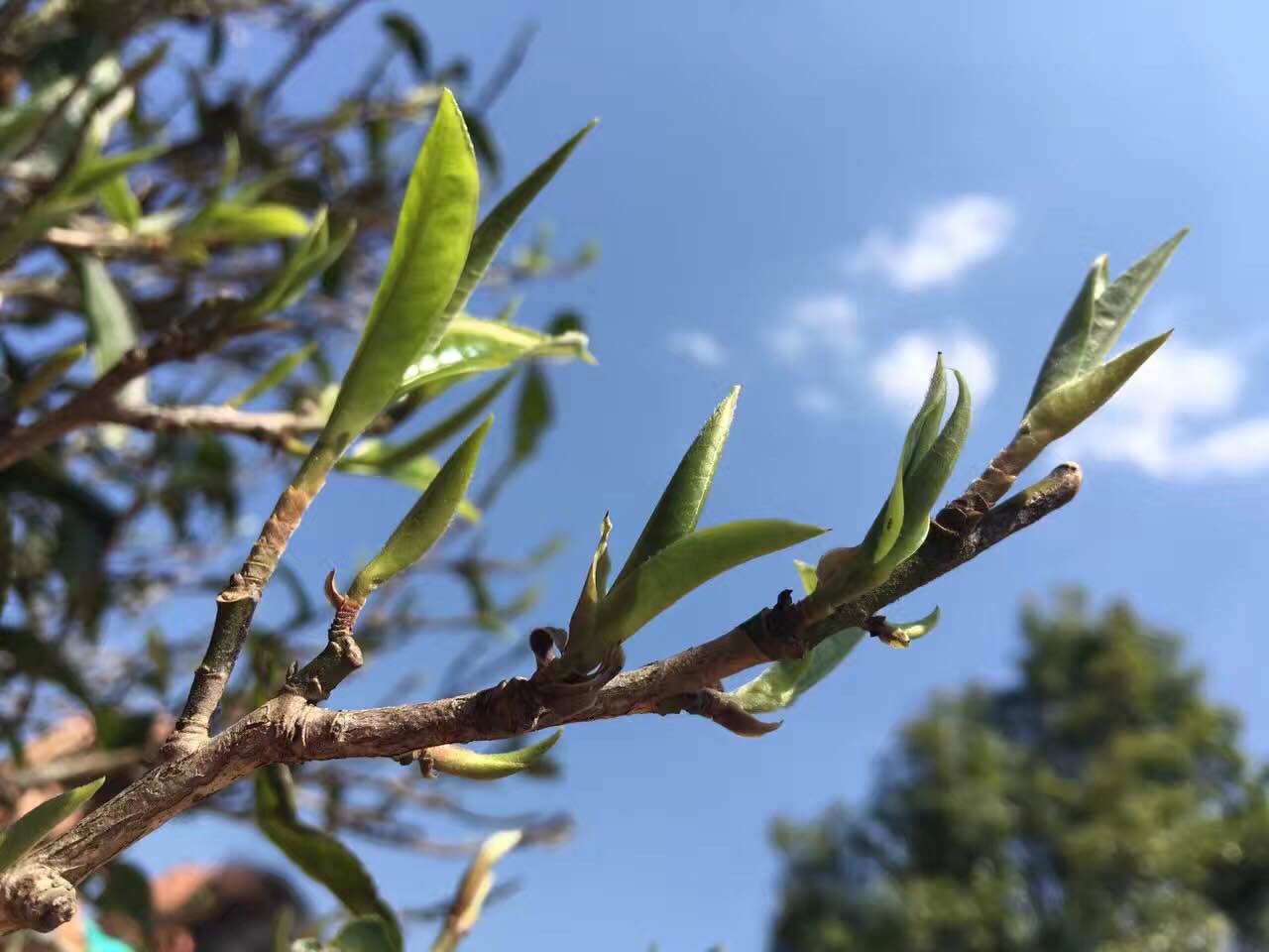 【晓荷.心愿】玉手沏茶（外四首）（征文.诗歌）