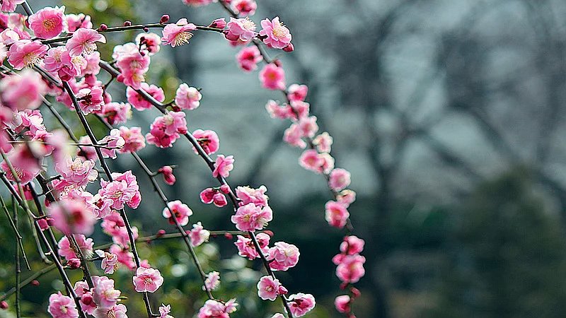 【荷塘“相约春天”征文】春日情思（散文）