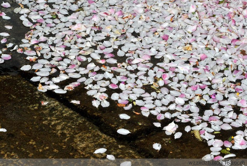 【海蓝】花，落了……（组诗）