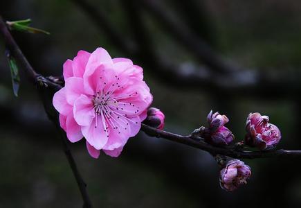 【柳岸•美】等待一树桃花（散文）