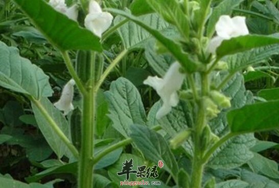 晓荷见闻芝麻叶征文散文