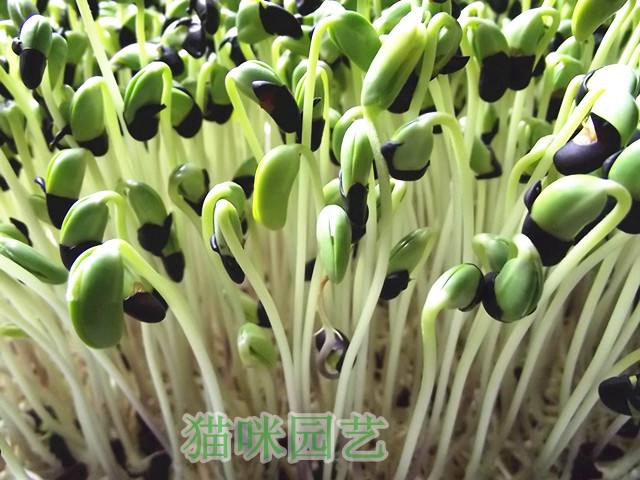 【晓荷·见闻】捏豆芽（征文·散文）