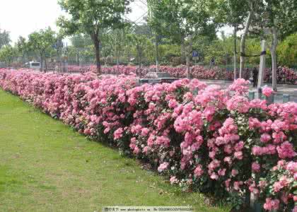 【柳岸•旅】静侯，花儿，浓烈（散文）