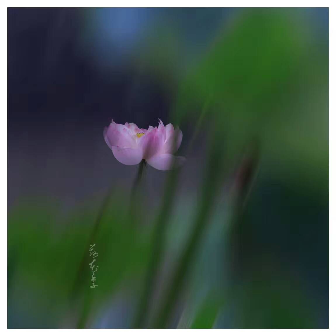 荷花季，下了一场雨