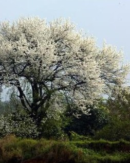 【荷塘】母亲的故乡（诗歌）
