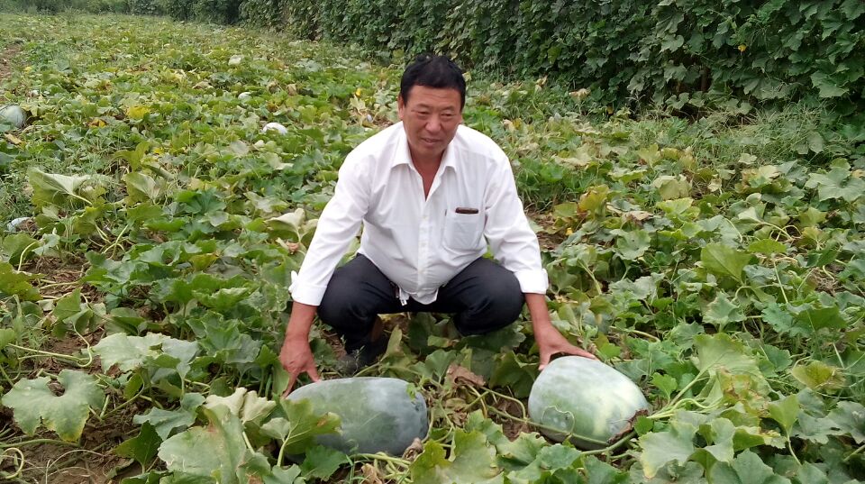 【文字】百味文学媒体记者杨现力 采访了永年区第二大种植农场 尤社青总经理