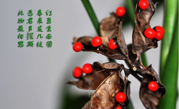 红豆又名相思豆,生在南国,却在北方姑娘的