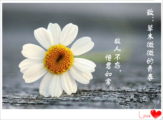 【时光】致：草木微微的青春（微组）
