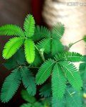 含羞草的启示（记叙文）