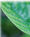 【专栏】栀子花开