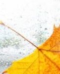 【专栏】秋雨