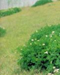 杂诗三首
