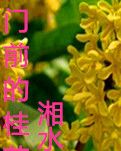 门前的桂花树