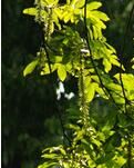 【丹枫】槐树花开又一年（散文）